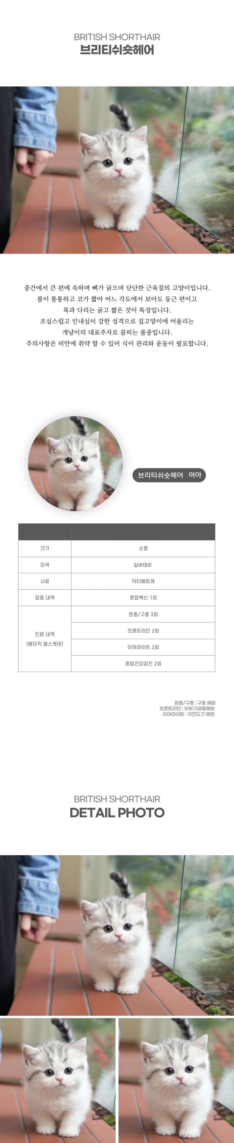 브리티쉬숏헤어_상세이미지_2